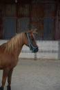 VENTE Poney de Sport - POTTOK/ARABE