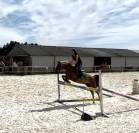 VENTE Poney de Sport - POTTOK/ARABE