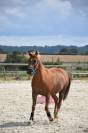 VENTE Poney de Sport - POTTOK/ARABE