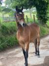 NEW FOREST 2 ANS PAR LOVELYHILL MAGICAL 