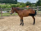 NEW FOREST 2 ANS PAR LOVELYHILL MAGICAL 