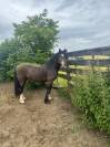 Hongre Welsh Cob à vendre