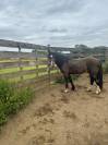 Hongre Welsh Cob à vendre