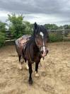 Hongre Welsh Cob à vendre