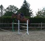 Top jument super pour jumping, concours complet