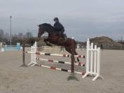 Top jument super pour jumping, concours complet