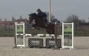 Top jument super pour jumping, concours complet