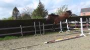 Top jument super pour jumping, concours complet