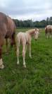 Rare poulain palomino origines CSI5*