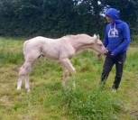 Rare poulain palomino origines CSI5*