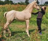 Rare poulain palomino origines CSI5*