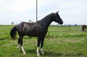 Poulain , 2 ans , ZANGERSHEIDE 