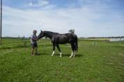 Poulain , 2 ans , ZANGERSHEIDE 