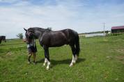 Poulain , 2 ans , ZANGERSHEIDE 