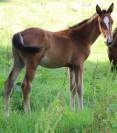 Poulain SF ( Papillon de l'odyssee x ernest )