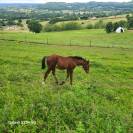 Onyx des arques sf par Victor Hugo 