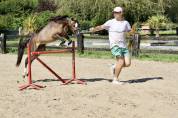 Superbe 2 ans cheval miniature americain plein papier