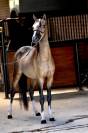 Superbe 2 ans cheval miniature americain plein papier