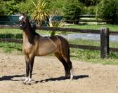 Superbe 2 ans cheval miniature americain plein papier