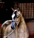 Superbe 2 ans cheval miniature americain plein papier