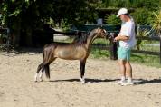 Superbe 2 ans cheval miniature americain plein papier