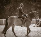 Hongre 10 ans CSO / Hunter Équitation 