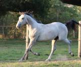 Très beau poulain de 2 ans