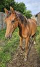 Sublime pouliche 2 ans Pur-sang Arabe 