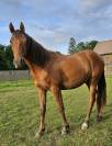 Sublime pouliche 2 ans Pur-sang Arabe 