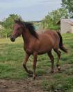 Sublime pouliche 2 ans Pur-sang Arabe 