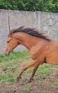 Sublime pouliche 2 ans Pur-sang Arabe 