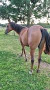 Sublime pouliche 2 ans Pur-sang Arabe 