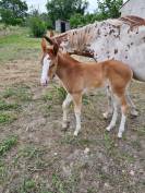 POULICHE PAINT HORSES