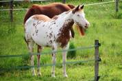 POULICHE PAINT HORSES