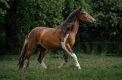 Poney grand D de 2 ans