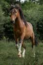 Poney grand D de 2 ans