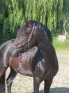 Magnifique jeune cheval noir