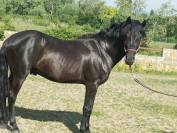 Magnifique jeune cheval noir