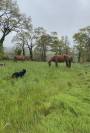 Pension chevaux 