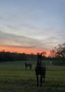 Pension chevaux 