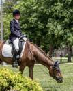 Poney FEI 15ans vendue comme poulinière/petits épreuves