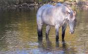 Jolie jument Quarter Horse