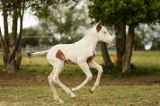 Poulain paint horse