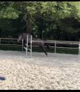 Ponette NFC 3 ans