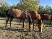 chevaux pur sang arabe