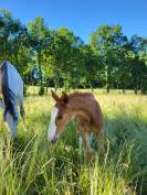 Foal mâle à réserver 