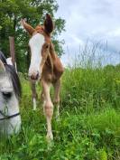 Foal mâle à réserver 