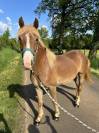 A VENDRE PONEYS ET POULAINS DE 1, 2 et 3 ans