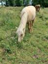 A VENDRE PONEYS ET POULAINS DE 1, 2 et 3 ans