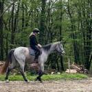 Caballo castrado PFS Poni Françés de Silla En venta 2022 Alazán